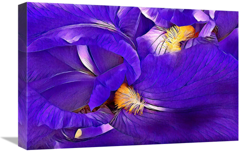 Global Gallery GCS-486600-22-142 22 in. Purple Iris Art Print - Vic Sc