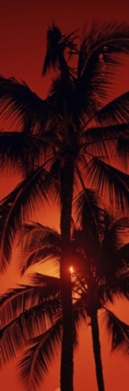 Panoramic Images PPI103901L Low angle view of palm trees at dusk  Kala