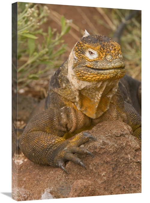 Global Gallery GCS-397350-2030-142 20 x 30 in. Galapagos Land Iguana&#