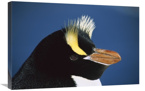 Global Gallery GCS-395669-2030-142 20 x 30 in. Erect-Crested Penguin C