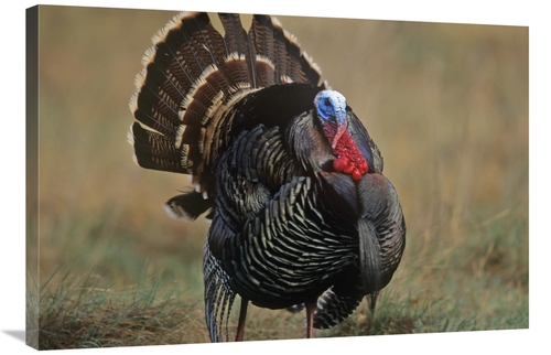 Global Gallery GCS-395994-2436-142 24 x 36 in. Wild Turkey Male, N