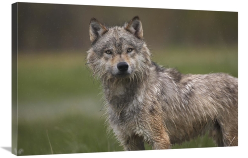 Global Gallery GCS-452263-2436-142 24 x 36 in. Gray Wolf, North Am