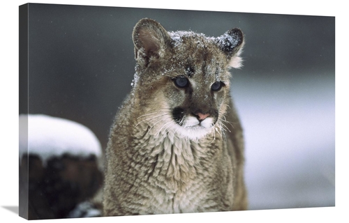 Global Gallery GCS-451949-2030-142 20 x 30 in. Mountain Lion Cub in Sn