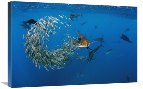 Global Gallery GCS-397931-2030-142 20 x 30 in. Atlantic Sailfish Group