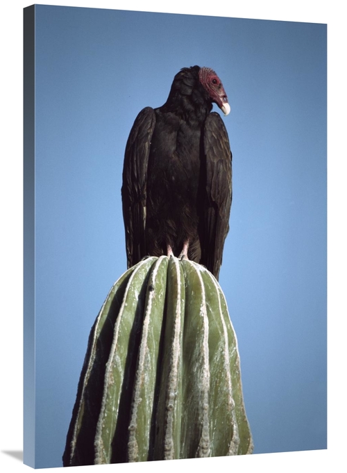 Global Gallery GCS-450736-2436-142 24 x 36 in. Turkey Vulture on Cardo