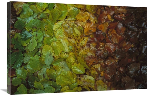 Global Gallery GCS-398571-2436-142 24 x 36 in. European Beech Leaves S