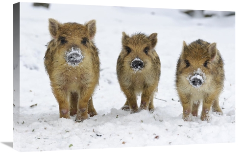 Global Gallery GCS-398060-2030-142 20 x 30 in. Three Wild Boar Piglets