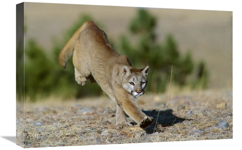 Global Gallery GCS-452287-1624-142 16 x 24 in. Mountain Lion Running&#