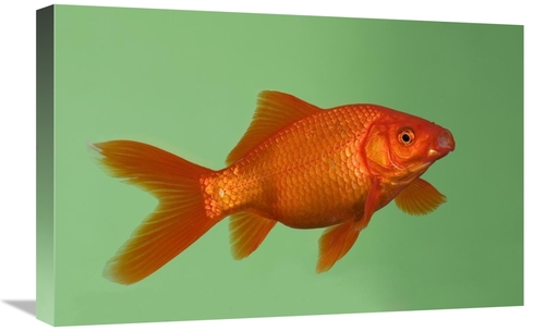 Global Gallery GCS-452576-1624-142 16 x 24 in. Goldfish in Aquarium Ar