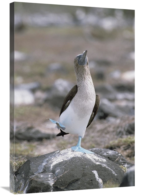 Global Gallery GCS-452411-2436-142 24 x 36 in. Blue-Footed Booby in Co