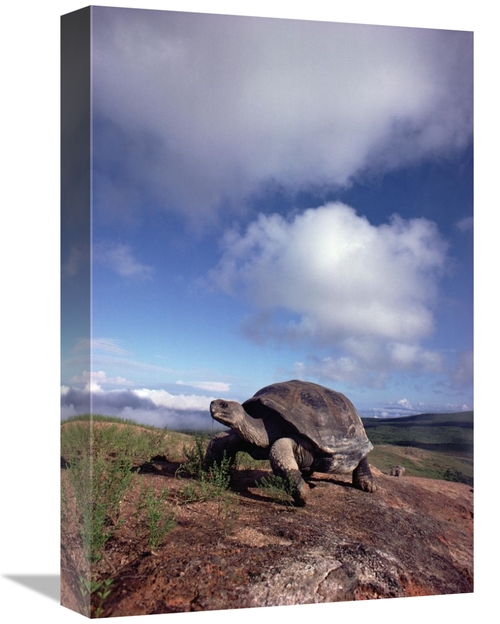 Global Gallery GCS-395659-1218-142 12 x 18 in. Galapagos Tortoise on C