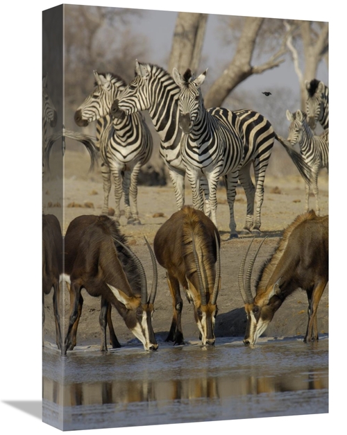 Global Gallery GCS-453264-1218-142 12 x 18 in. Sable Antelope At Water