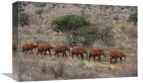 Global Gallery GCS-395739-1218-142 12 x 18 in. African Elephant Young 