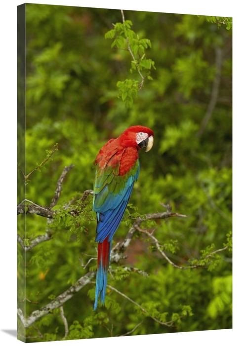 Global Gallery GCS-453225-2436-142 24 x 36 in. Red & Green Macaw Perch