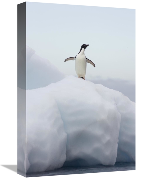 Global Gallery GCS-395826-1218-142 12 x 18 in. Adelie Penguin Standing