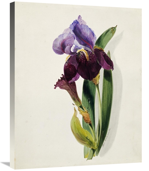 Global Gallery GCS-268111-30-142 30 in. A Flag Iris Art Print - Thomas