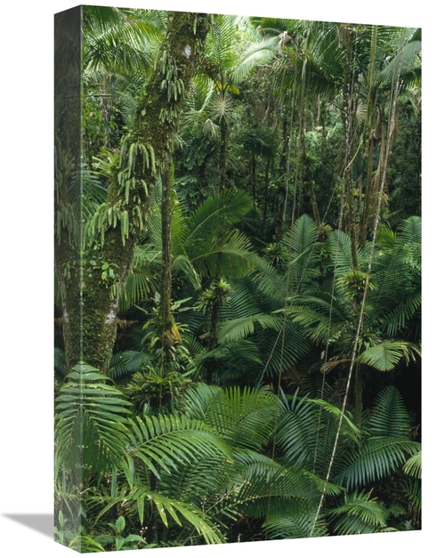 Global Gallery GCS-452850-1218-142 12 x 18 in. Sierra Palm Trees in Tr