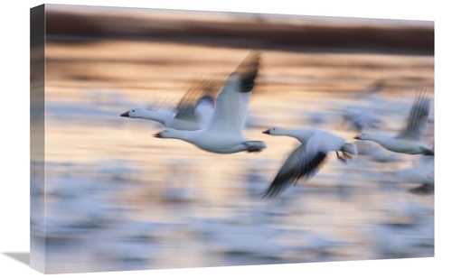 Global Gallery GCS-452616-1624-142 16 x 24 in. Snow Goose Flock Flying