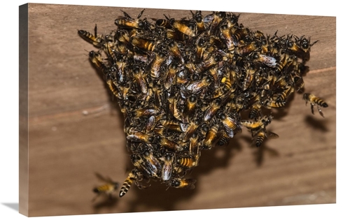 Global Gallery GCS-453636-2030-142 20 x 30 in. Bee Group Swarming on W