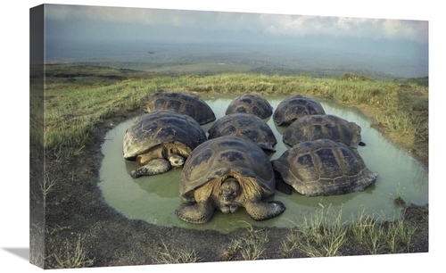 Global Gallery GCS-451163-1624-142 16 x 24 in. Galapagos Giant Tortois