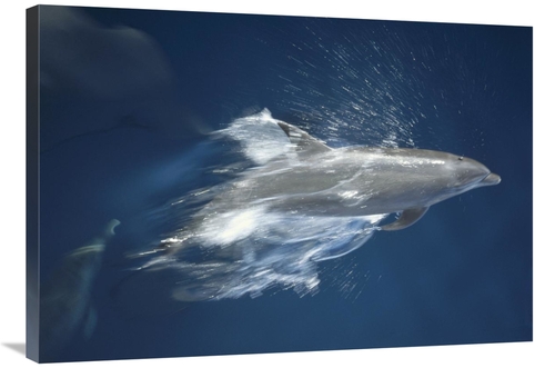 Global Gallery GCS-451141-2436-142 24 x 36 in. Bottlenose Dolphin Leap