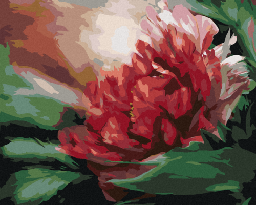 Zuty - Paint by Numbers - PEONY (CAROL CAVALARIS), 40x50 cm