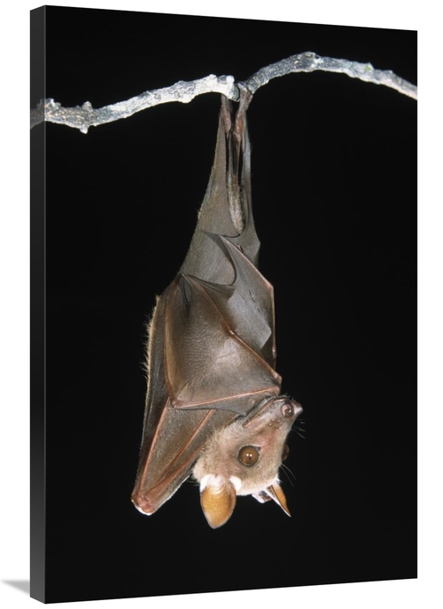 Global Gallery GCS-395339-2436-142 24 x 36 in. Buettikofers Epauletted