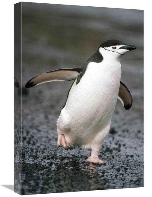 Global Gallery GCS-451070-1624-142 16 x 24 in. Chinstrap Penguin. Dece