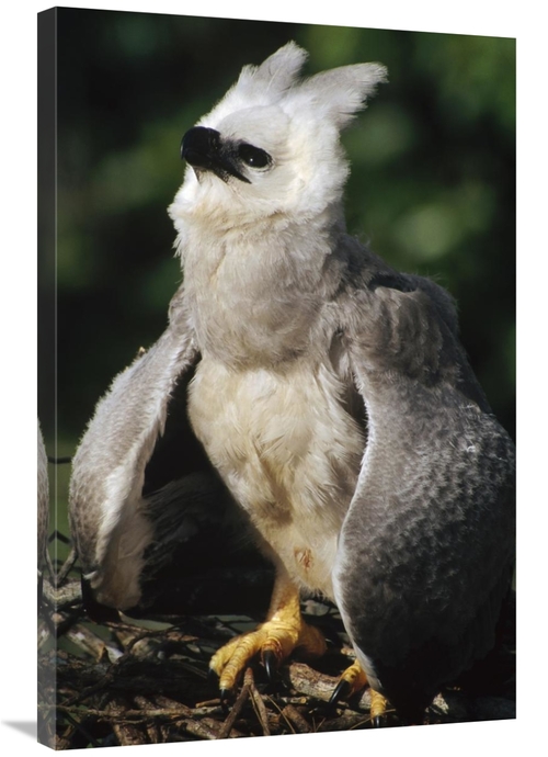 Global Gallery GCS-451209-2436-142 24 x 36 in. Harpy Eagle Juvenile in