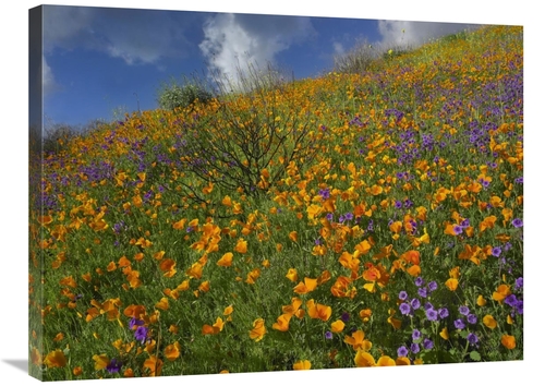 Global Gallery GCS-396951-2432-142 24 x 32 in. California Poppy & Dese