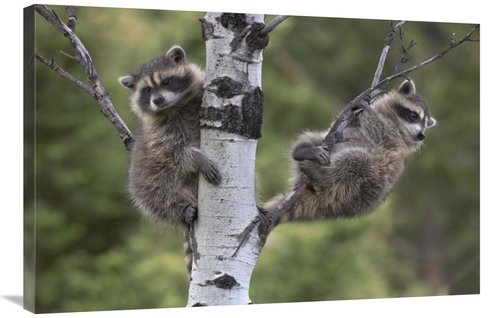 Global Gallery GCS-452202-2436-142 24 x 36 in. Raccoon Two Babies in T