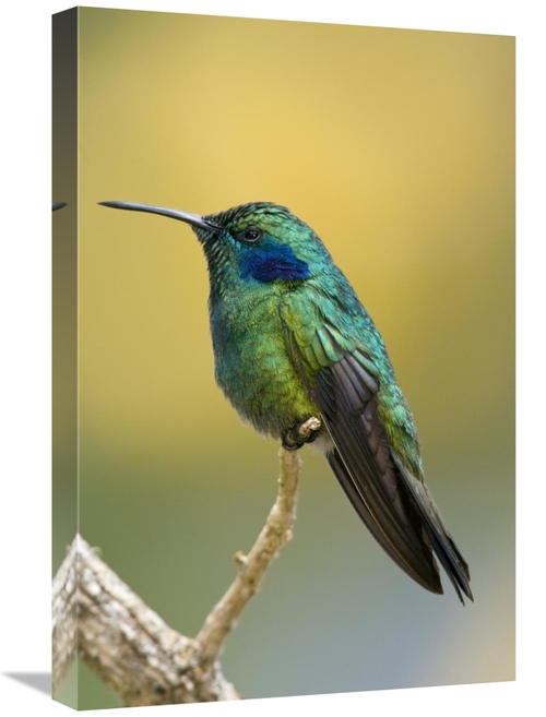 Global Gallery GCS-397312-1624-142 16 x 24 in. Green Violet-Ear Hummin