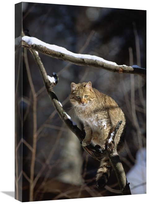 Global Gallery GCS-452717-1624-142 16 x 24 in. Wild Cat on Tree Branch