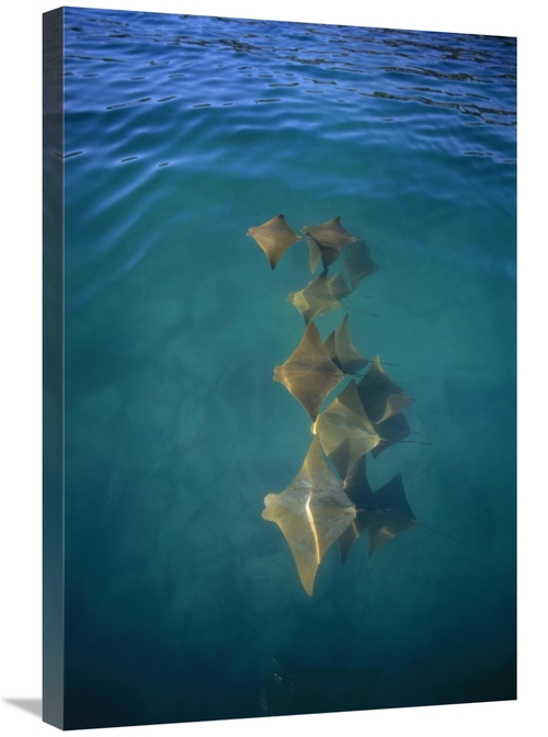 Global Gallery GCS-451753-2030-142 20 x 30 in. Golden Cownose Rays Sch