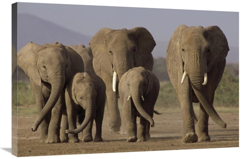 Global Gallery GCS-395763-2436-142 24 x 36 in. African Elephant Herd w