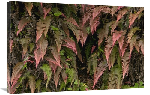 Global Gallery GCS-395562-2436-142 24 x 36 in. Young Ferns in Temperat