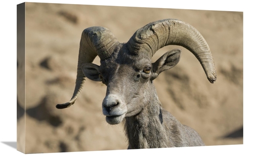 Global Gallery GCS-450911-1624-142 16 x 24 in. Bighorn Sheep Male,