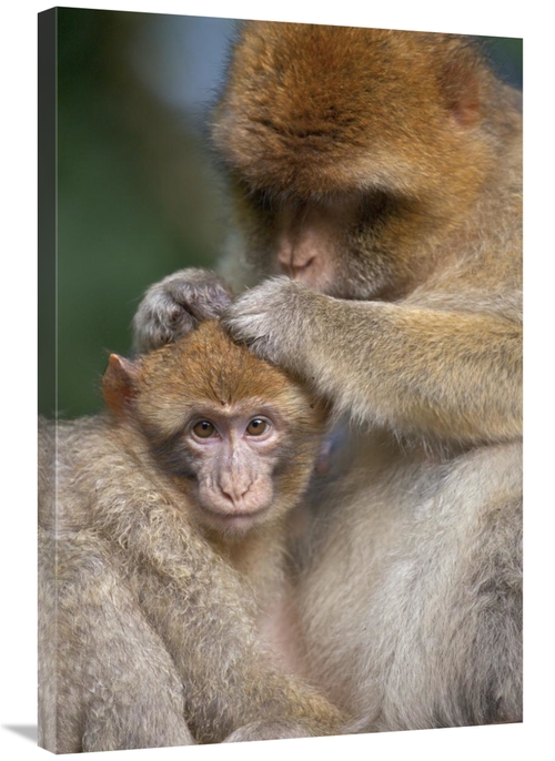 Global Gallery GCS-397876-2436-142 24 x 36 in. Barbary Macaque Mother 