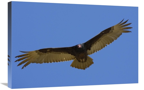 Global Gallery GCS-450871-2030-142 20 x 30 in. Turkey Vulture Soaring 