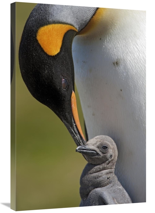 Global Gallery GCS-395354-2436-142 24 x 36 in. King Penguin Tending to