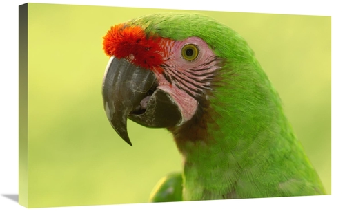 Global Gallery GCS-453214-2030-142 20 x 30 in. Military Macaw Portrait