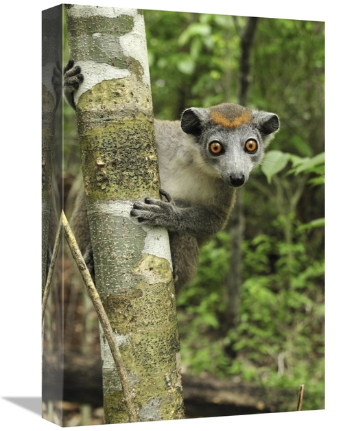 Global Gallery GCS-397650-1218-142 12 x 18 in. Crowned Lemur Female&#4