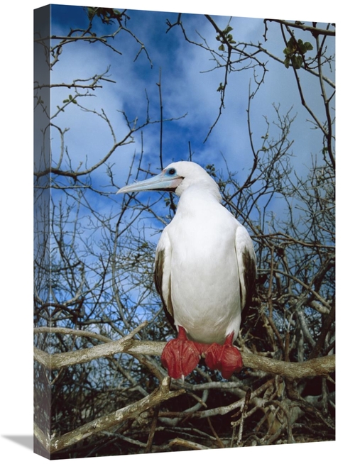 Global Gallery GCS-451653-1624-142 16 x 24 in. Red-Footed Booby White 