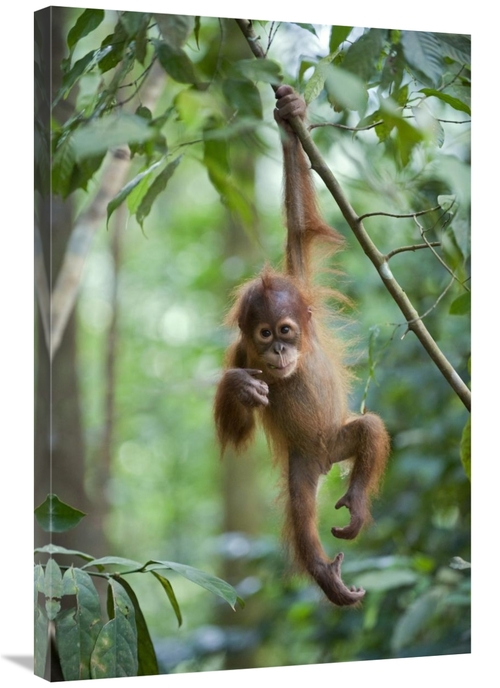 Global Gallery GCS-395877-2436-142 24 x 36 in. Sumatran Orangutan One 