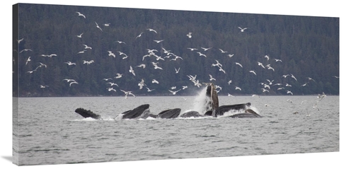 Global Gallery GCS-395485-2448-142 24 x 48 in. Humpback Whale Bubble N