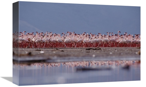 Global Gallery GCS-451978-1218-142 12 x 18 in. Lesser Flamingo Flock P