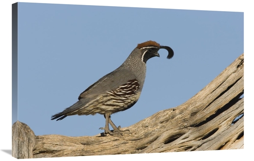Global Gallery GCS-453359-2436-142 24 x 36 in. Gambels Quail Male,