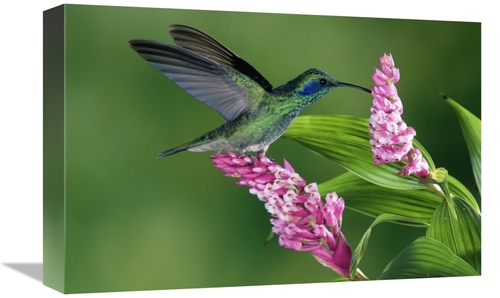 Global Gallery GCS-397248-1218-142 12 x 18 in. Green Violet-Ear Hummin