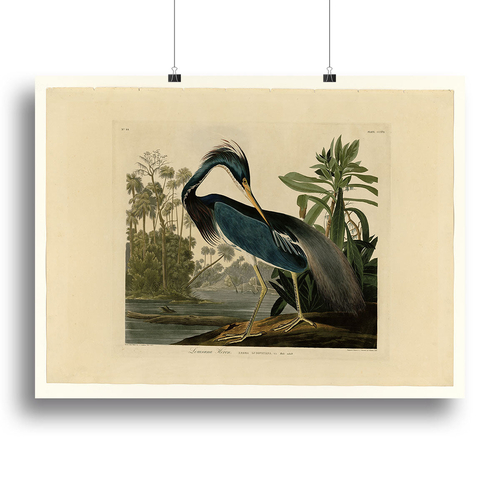 Louisiana Heron by Audubon Canvas Print or Poster