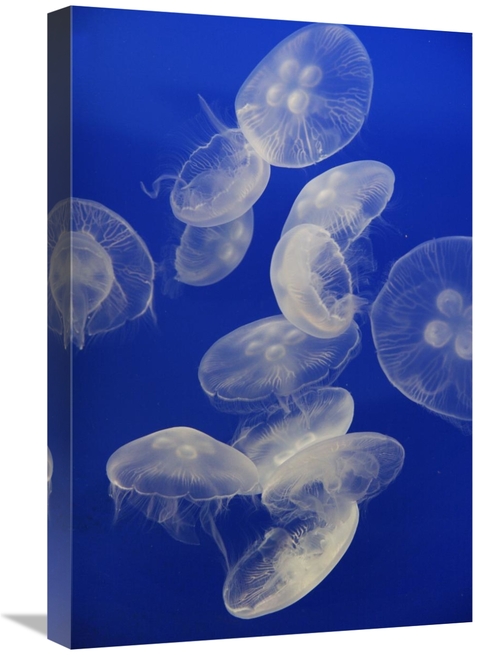 16 x 24 in. Moon Jelly Group, Aquarium, Japan Art Print - Hiro